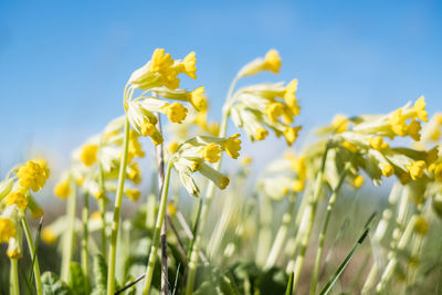 Light yellow cowslip flowers growing on a meadow during spring.