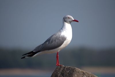 Close-up of seagull perching on rock against sky