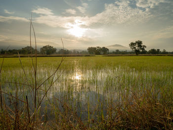 Scenic view of field against sky during sunset