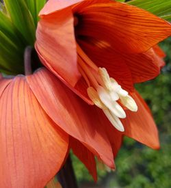 Close-up of pink day lily blooming outdoors