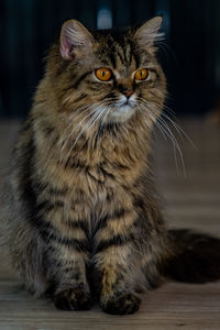 Close-up portrait of a cat