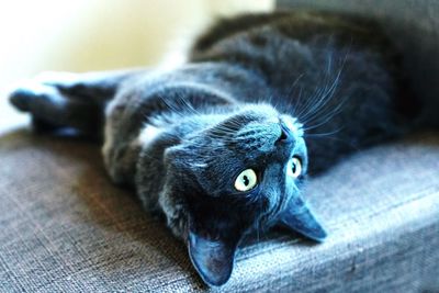 Close-up portrait of cat relaxing at home