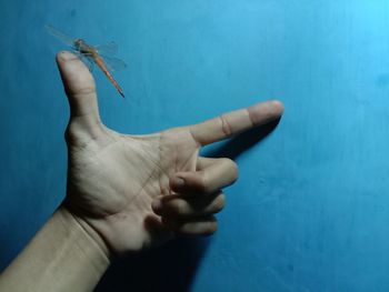 Close-up of hand holding insect against blue wall