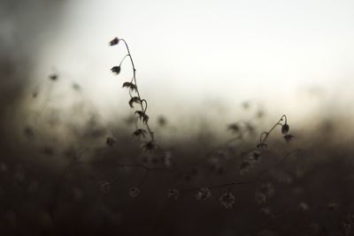 Close-up of spider web on plant