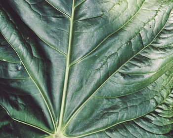 Full frame shot of green leaves