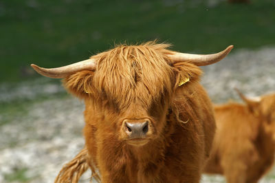 Highland cattle on field