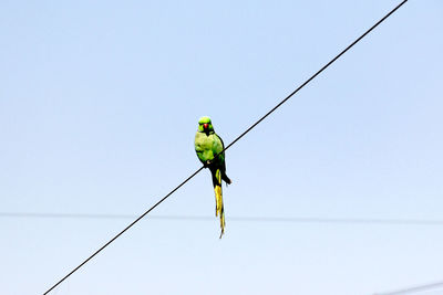 Low angle view of bird perching on cable against clear sky