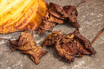 Close-up of dry leaves