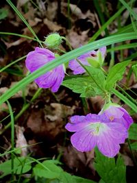 Close-up of fresh purple flower