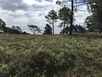 Trees on field against sky