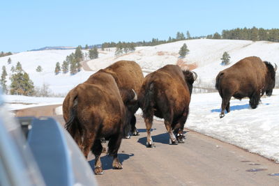 Herd of bison in custer state park