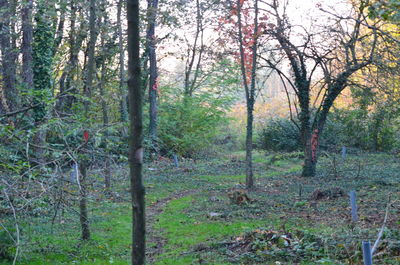 Trees in forest