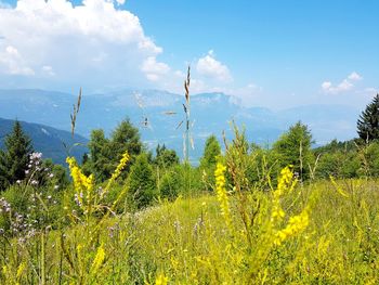 Plants growing on land against sky