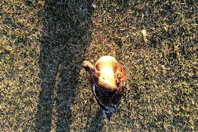 High angle view of bird on grass