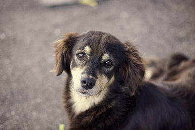 Close-up portrait of dog