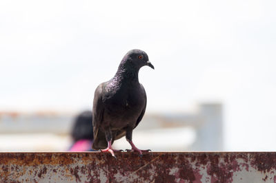 Bird perching on wood