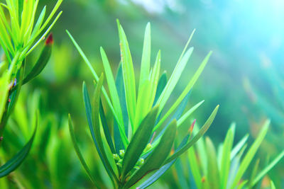 Close-up of fresh green plant