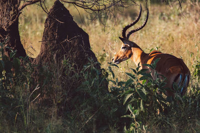 Impala male standing on field