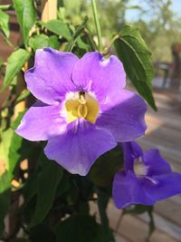 Close-up of purple flower blooming outdoors