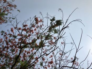 Low angle view of flowering tree against sky