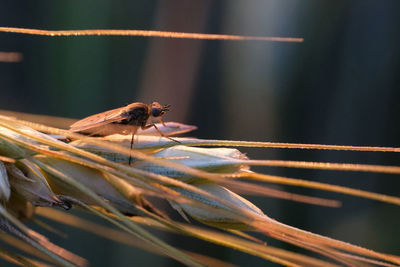 Close-up of insect on flower