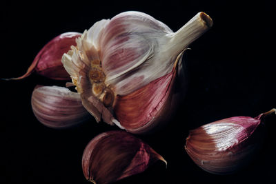 Close-up of pumpkins against black background