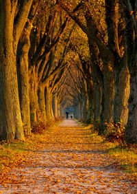 Footpath amidst trees in forest during autumn