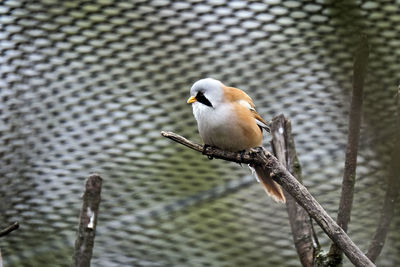 Close-up of bird perching on branch