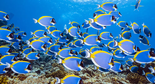 School of powderblue surgeonfish,wide angle