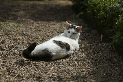 Cat sitting outdoors