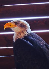 Close-up side view of eagle
