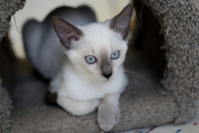 Portrait of cat lying down