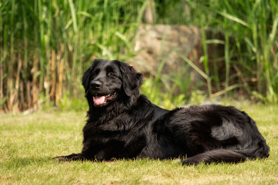 Black dog sitting on grass