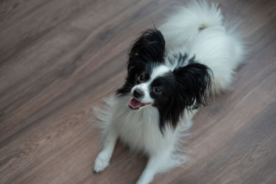 High angle view of dog on hardwood floor