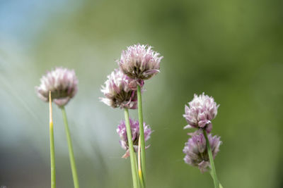 Close-up of pink flowering plant