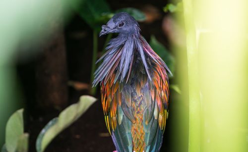 Close-up of bird perching on plant