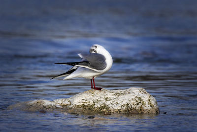 Bird perching on rock by lake