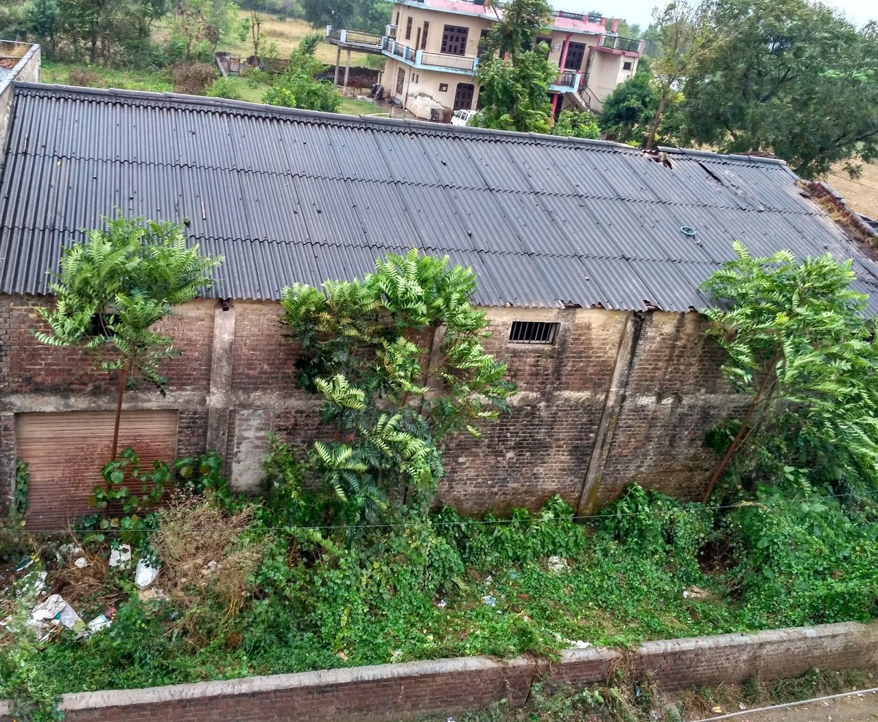 PLANTS GROWING BY BUILDING