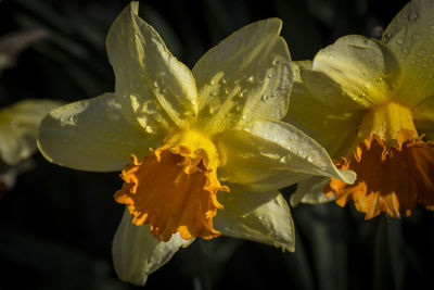 Close-up of day lily blooming outdoors