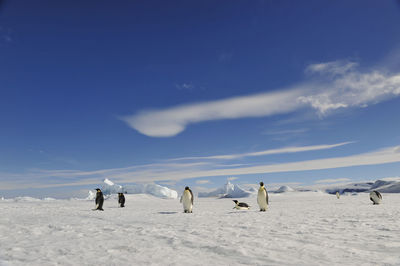 View of birds on snow covered land against sky