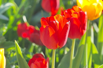 Close-up of red tulips on field