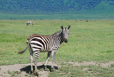 Zebra standing in a field