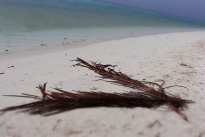 Close-up of crab on beach