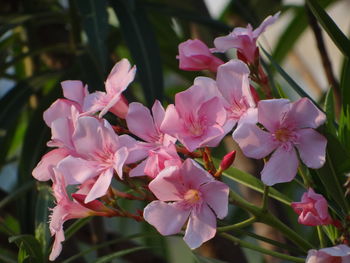 Close-up of pink flowers