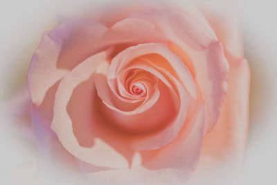 Close-up of pink rose