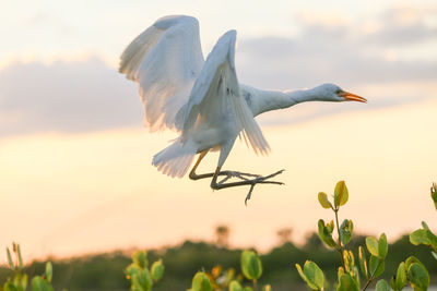 Bird flying in the sky