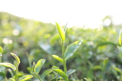 Close-up of fresh green leaves on plant in field