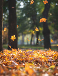 Close-up of maple leaves during sunset