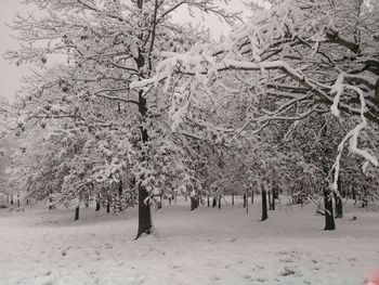 Trees on snow covered landscape