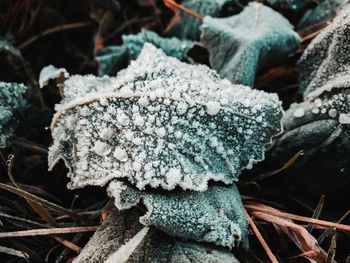 Close-up of frozen plant